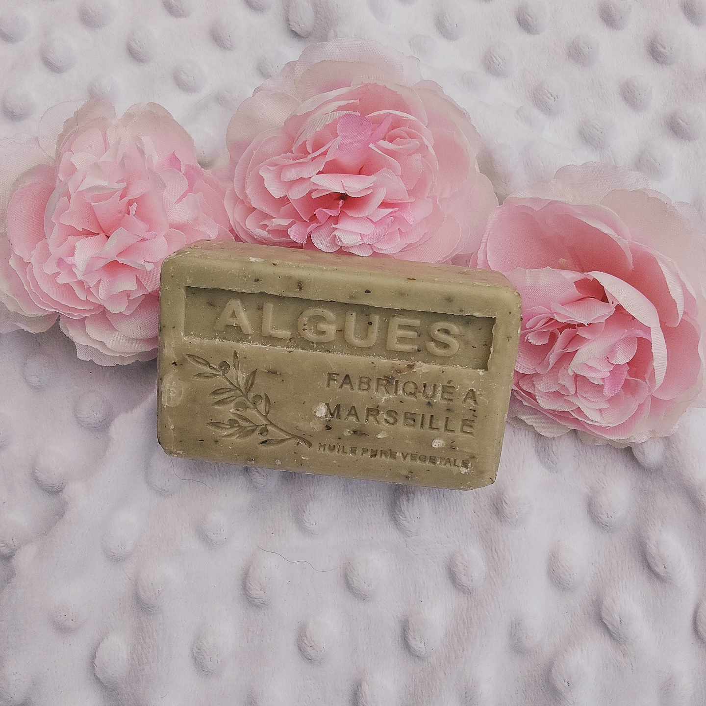 Algues